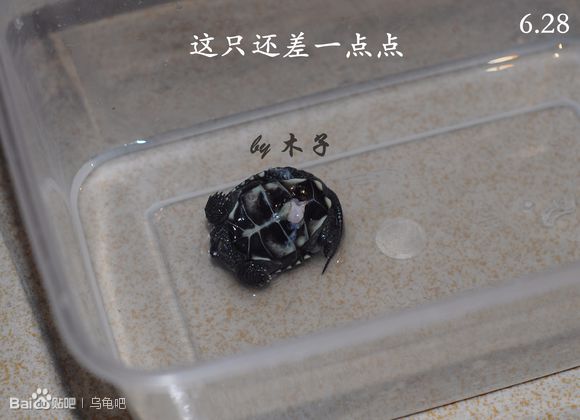 自己养的草龟怎么孵化草龟蛋,自家养的草龟如何产蛋