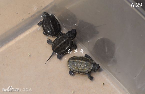 自己养的草龟怎么孵化草龟蛋,自家养的草龟如何产蛋
