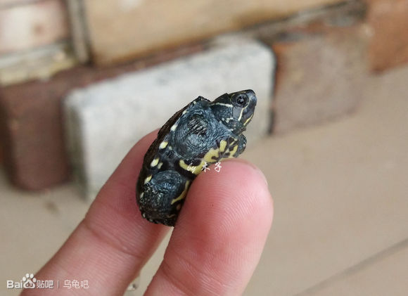 自己养的草龟怎么孵化草龟蛋,自家养的草龟如何产蛋