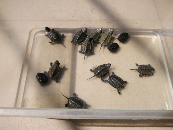 自己养的草龟怎么孵化草龟蛋,自家养的草龟如何产蛋