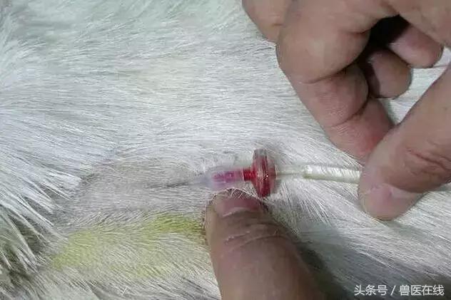 看图羊病,看图学经络