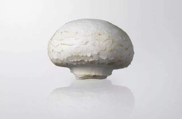 口蘑的产地在哪里,口蘑是不是中国美味蘑菇