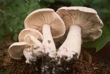 口蘑中最名贵的是什么蘑,口蘑是哪个地方特产