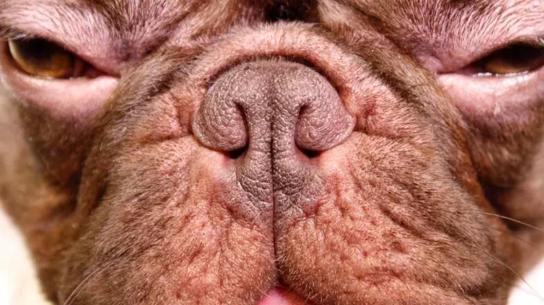 斗牛犬各种疾病的表现,斗牛犬的一些常见病