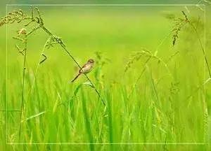 小学语文五年级成语大全,小学语文1-6年级必考成语