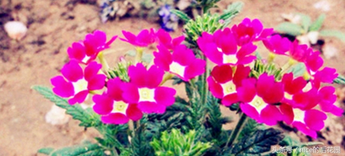 美女樱认不得？只怪它衣服太多