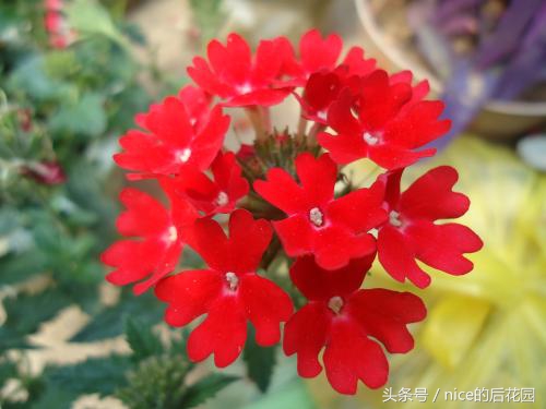 美女樱认不得？只怪它衣服太多