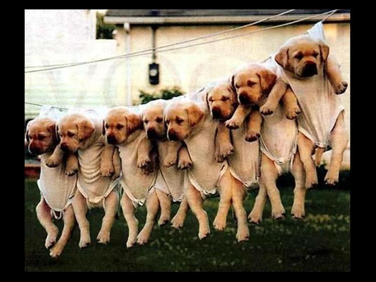 人生五趣：情趣、兴趣、志趣、风趣及闲趣