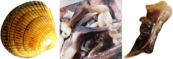 海边贝类种类,各种贝类的名称
