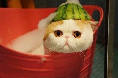 家用电热水器跟燃气热水器哪个好,电热水器跟燃气热水器比较哪个好