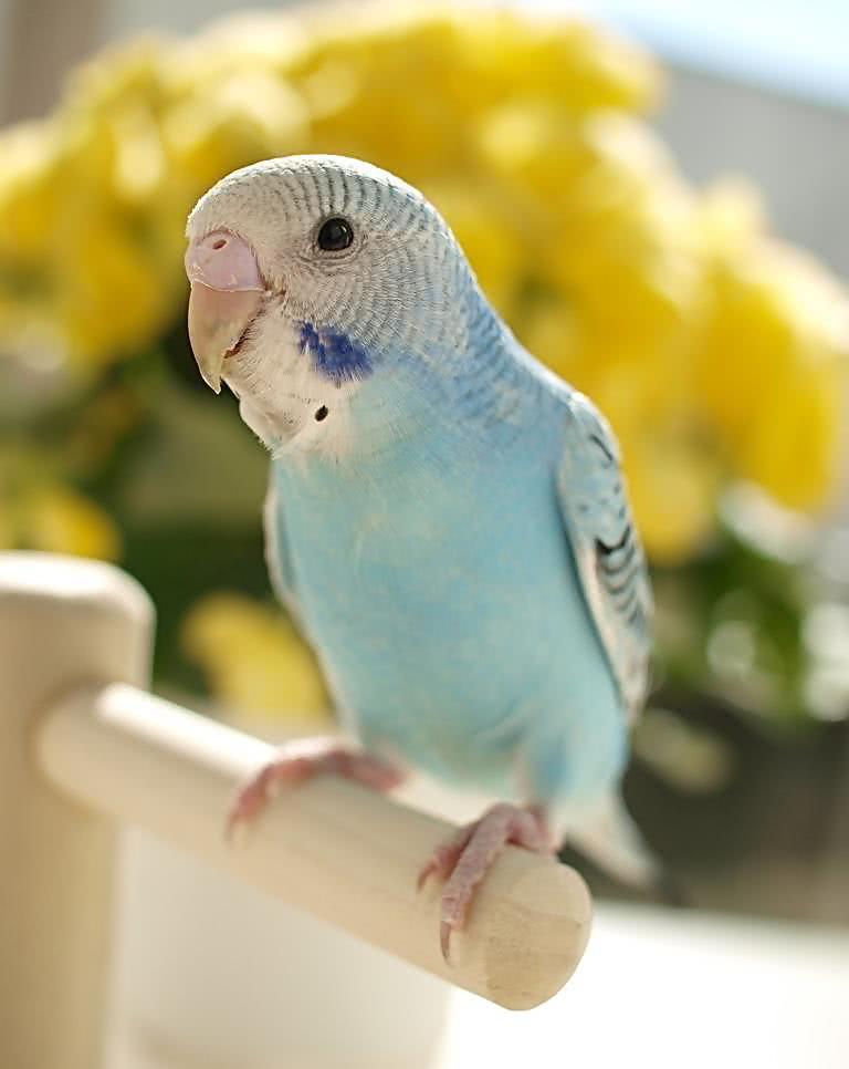 鹦鹉中暑会拉黄水吗,鹦鹉中暑怎么解决