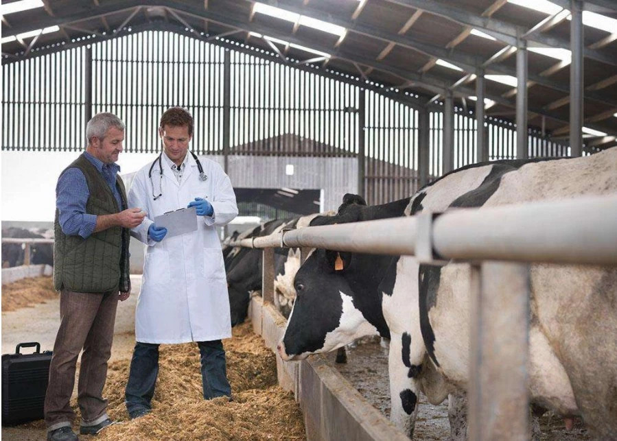 养牛的7个养母牛技术绝招,母牛繁育养殖技术