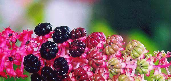 总被农民误当人参种植，夏末农民傻眼了，没毁掉的农民却用它致富