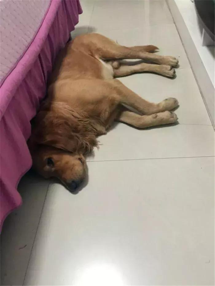 阿拉斯加被金毛吓怂,金毛受到惊吓后跑了