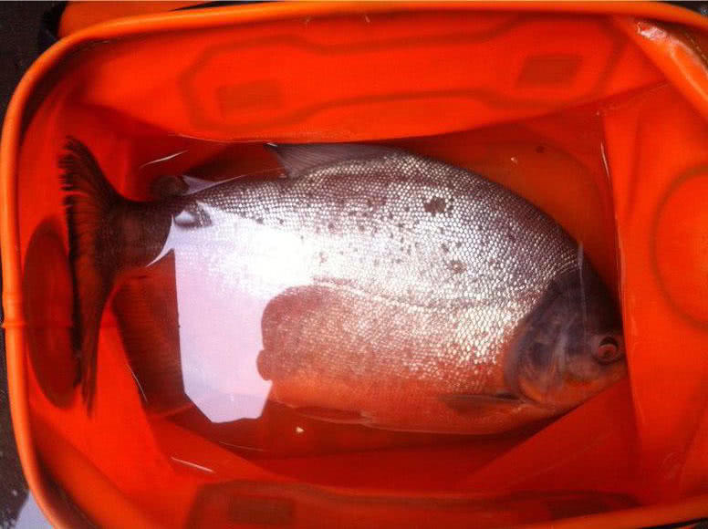 这白鲳鱼6元一斤,随便钓,有牙齿,非常凶猛,溜鱼特别爽