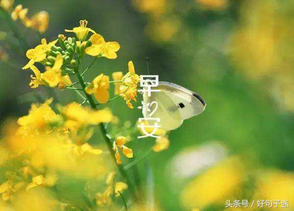 简短早安正能量早安吉祥心语,每日早安祝福语简短的