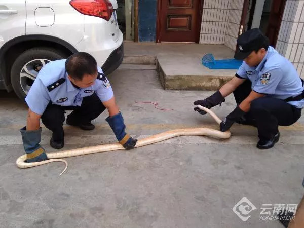 最新的云南野生菌中毒事件,云南野生菌中毒新闻报道