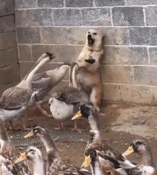 专治不开心的笑话段子图片,专治不开心搞笑段子图文