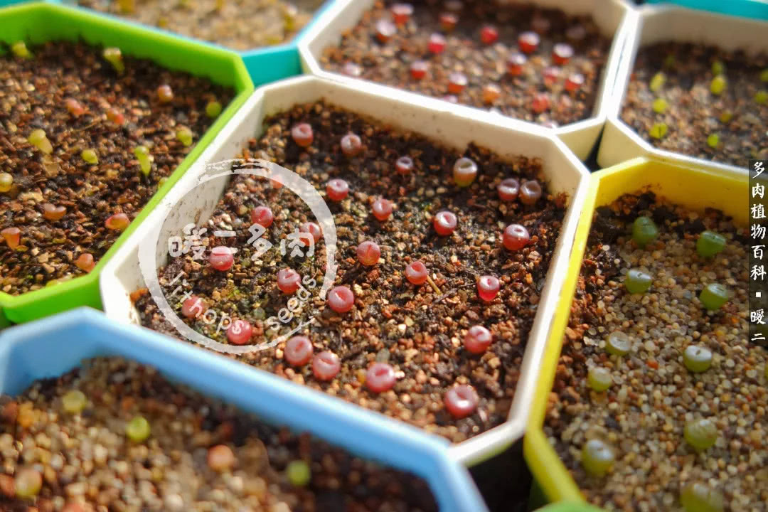 生石花播种后如何养护,生石花养护注意事项