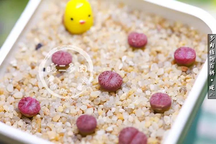 生石花播种后如何养护,生石花养护注意事项