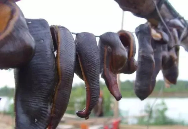 农村稻田里常见的蚂蟥,什么情况下容易遇到蚂蟥