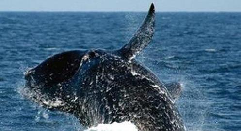 六角恐龙肚子变大是怎么回事,恐龙为什么这么大