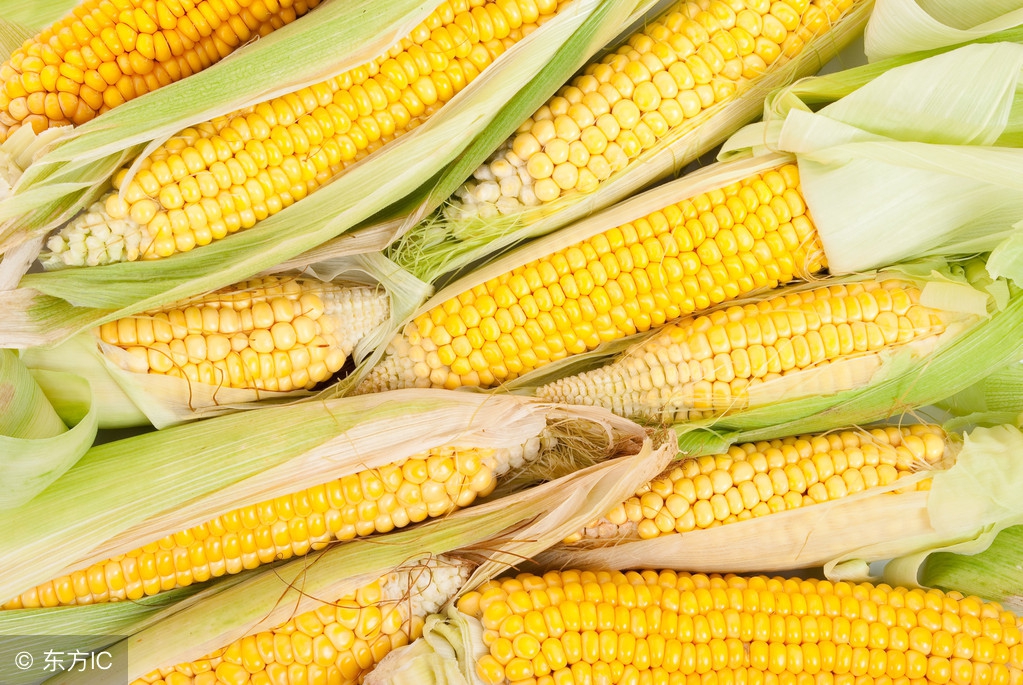 玉米芯发酵料种植平菇全过程,玉米芯卖给谁