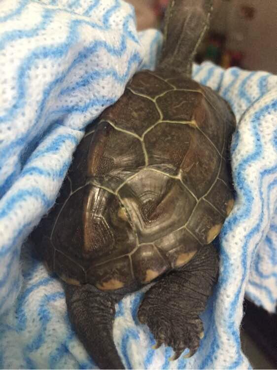 「龟友记录」萌妹子养龟全纪录（第一部）