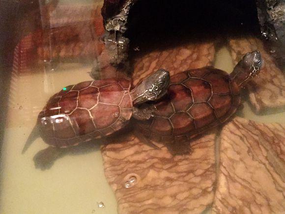 「龟友记录」萌妹子养龟全纪录（第一部）