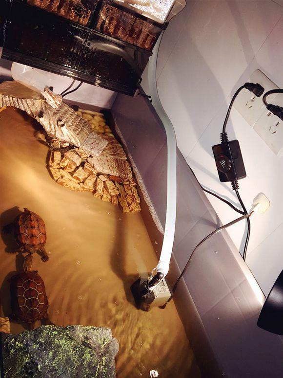 「龟友记录」萌妹子养龟全纪录（第一部）