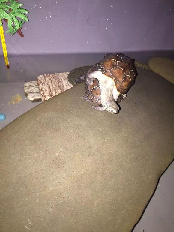 「龟友记录」萌妹子养龟全纪录（第一部）