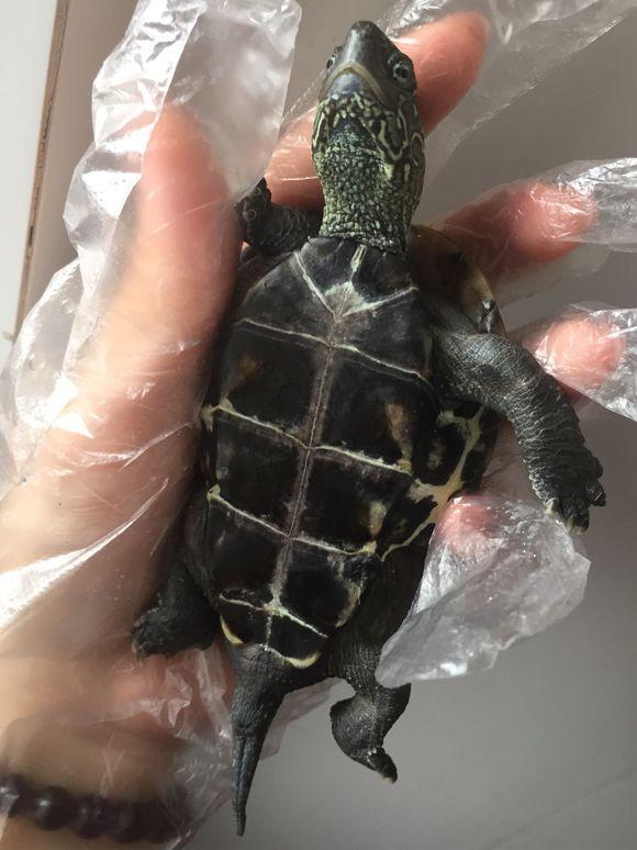 「龟友记录」萌妹子养龟全纪录（第一部）