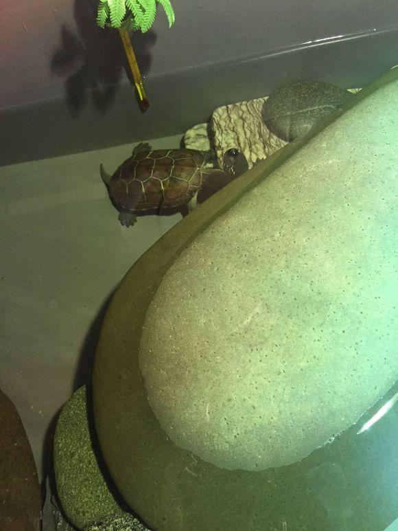 「龟友记录」萌妹子养龟全纪录（第一部）