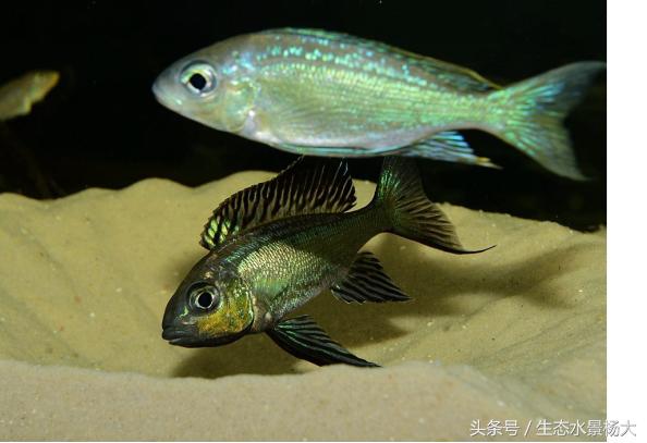 裸缸养三湖慈鲷的优缺点,养三湖慈鲷需要造浪泵吗