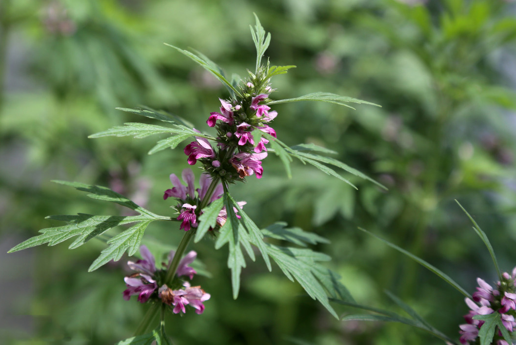 《说文解字》第53课:“茥”这个字,原来指这种适合男人吃的水果