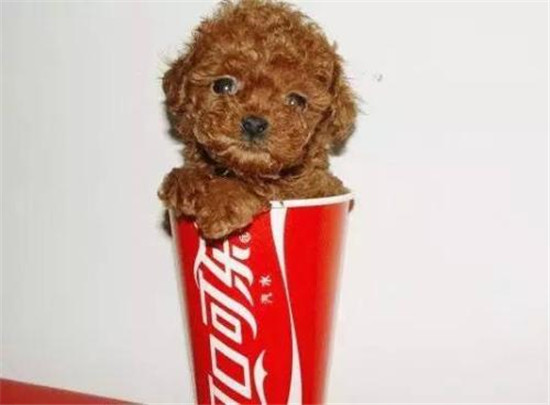 你想养一只柴犬吗,便宜好养的茶杯犬不过100元