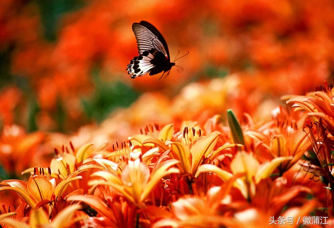 于城市后花园遇见生活美学石象湖景区美skr人！