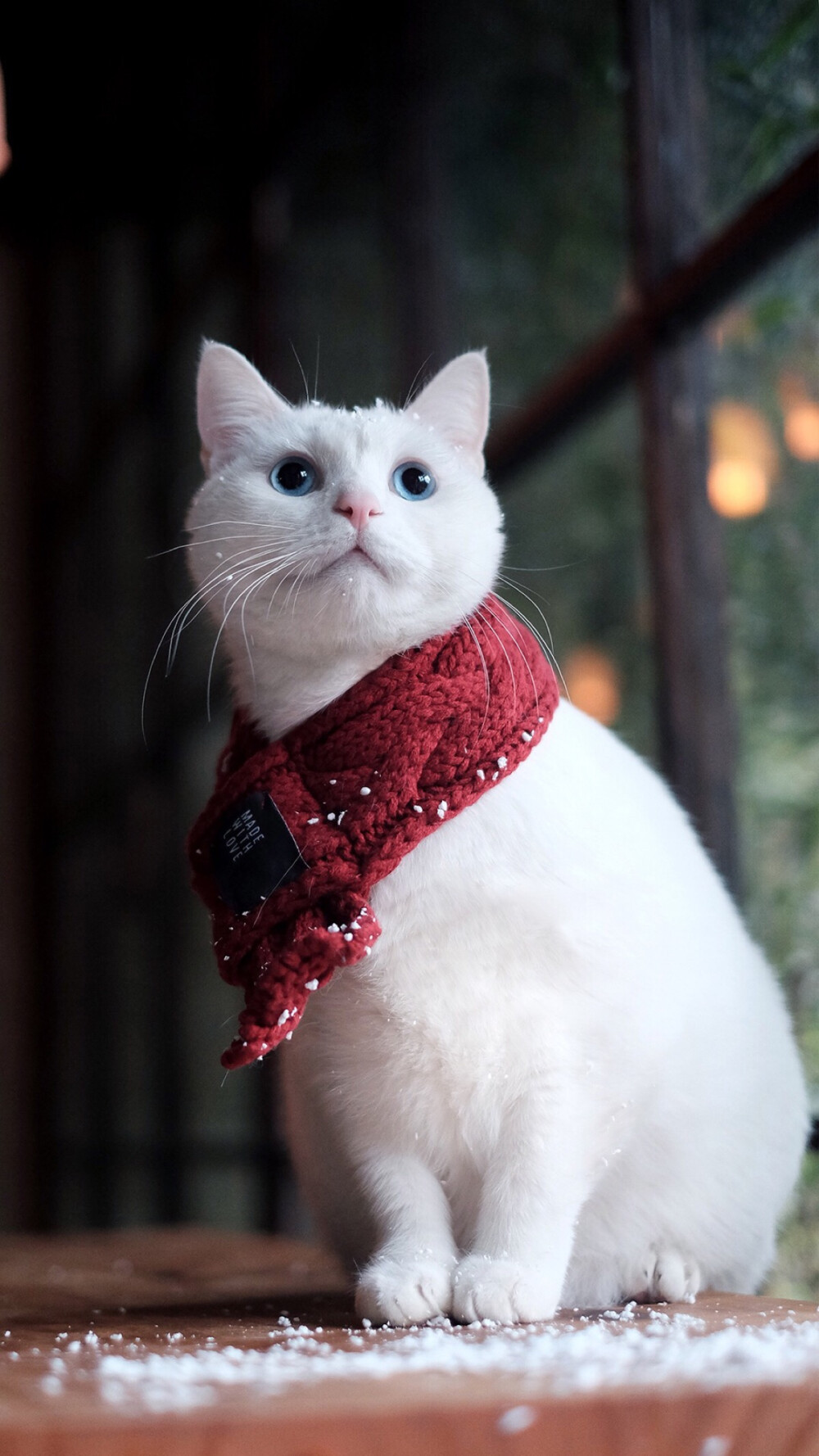 中华田园橘白猫脾气好吗,中华田园白猫配什么猫