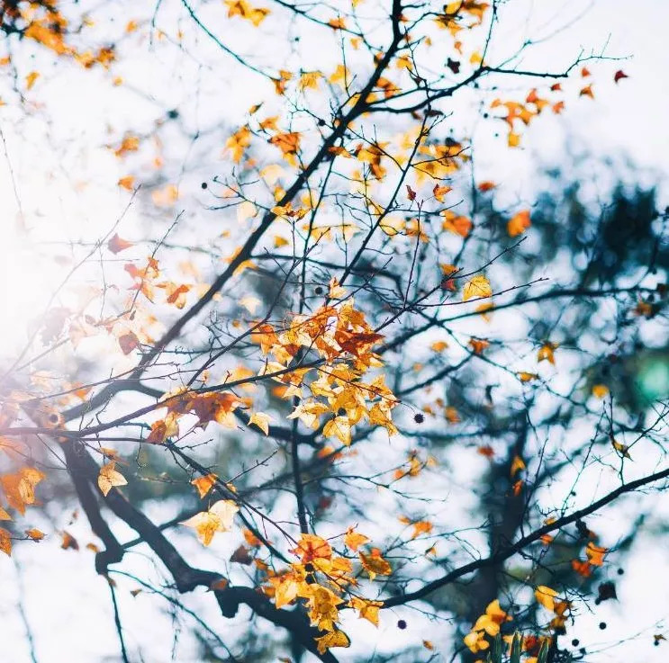 秋天最美婺源,秋季的婺源据说很美