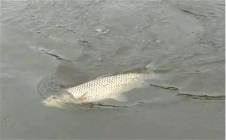 串钩钓鱼技巧和注意事项,串钩钓鱼技巧和方法