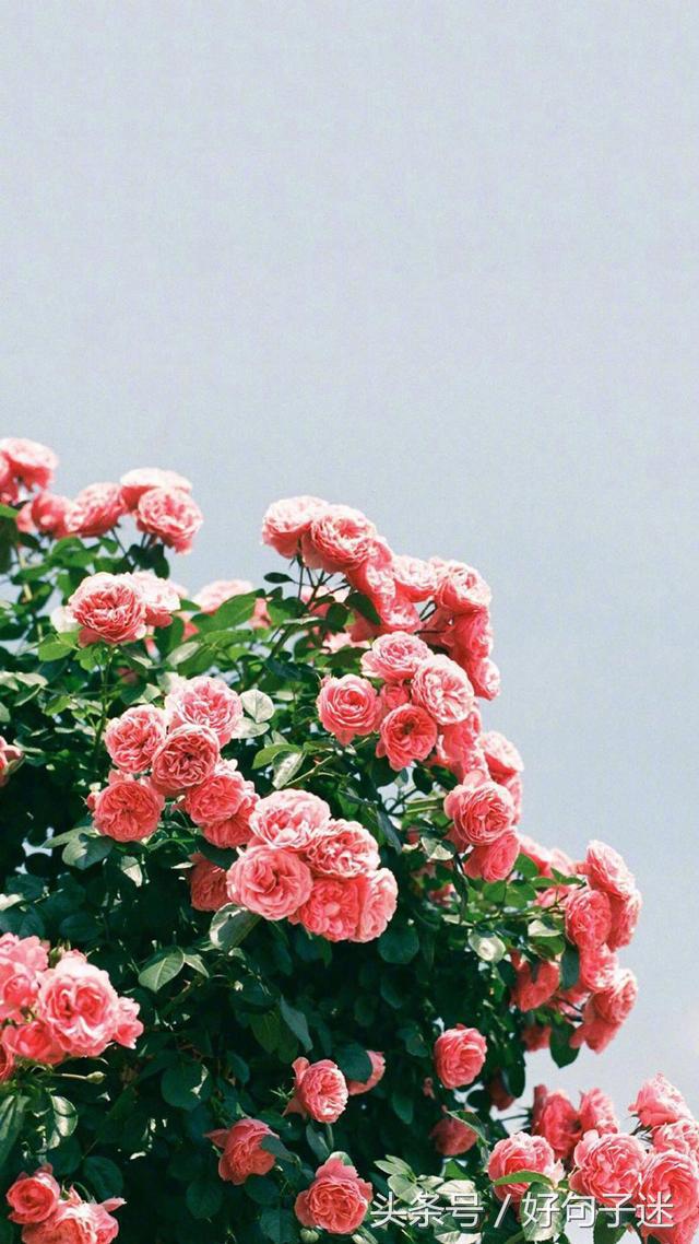 精辟有深度的签名,心情语录精致走心句句说到心窝上