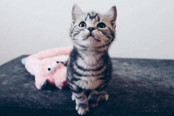 常见的宠物猫品种有哪些,一般宠物猫的品种有几种