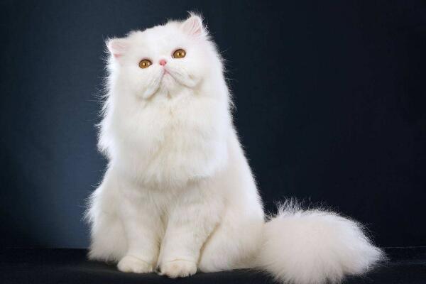 常见的宠物猫有几种品种,常见宠物猫品种大全