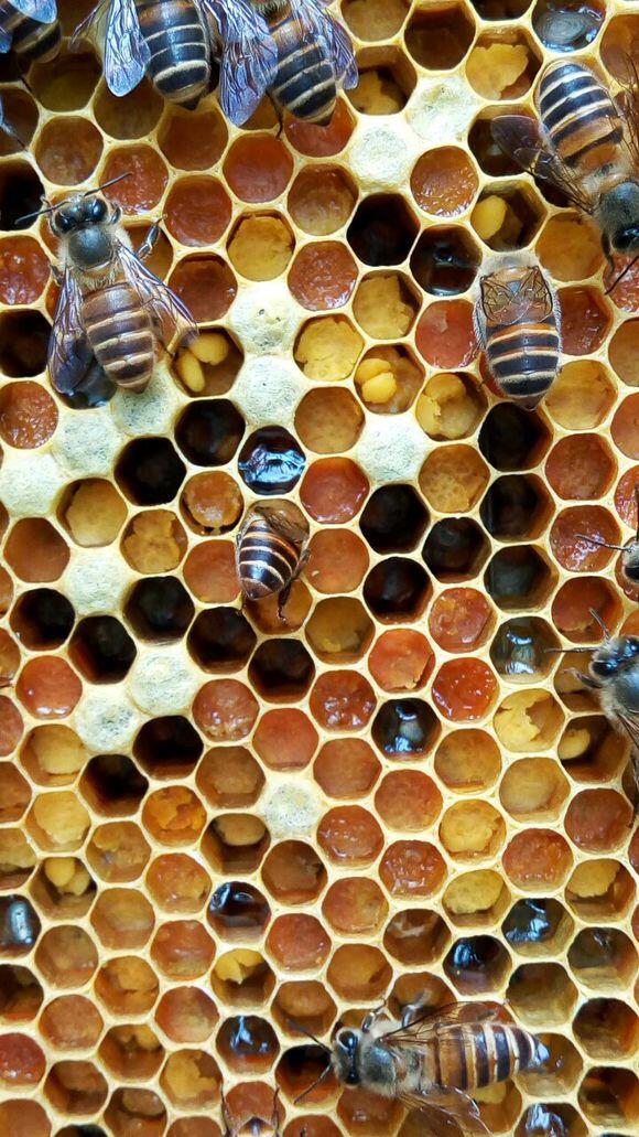 箱外观察中蜂正常现象,箱外观察技术视频