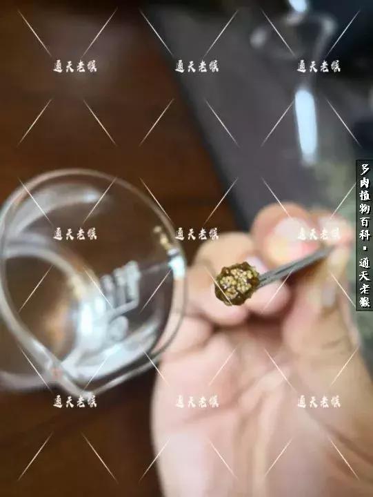 多肉播种洗种子全过程：是时候展现真正的技术了！