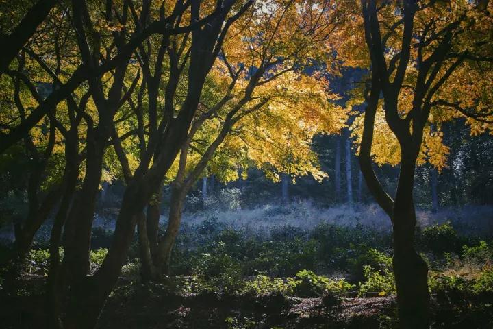 庐山感受李白笔下的诗情画意,世界文化遗产庐山