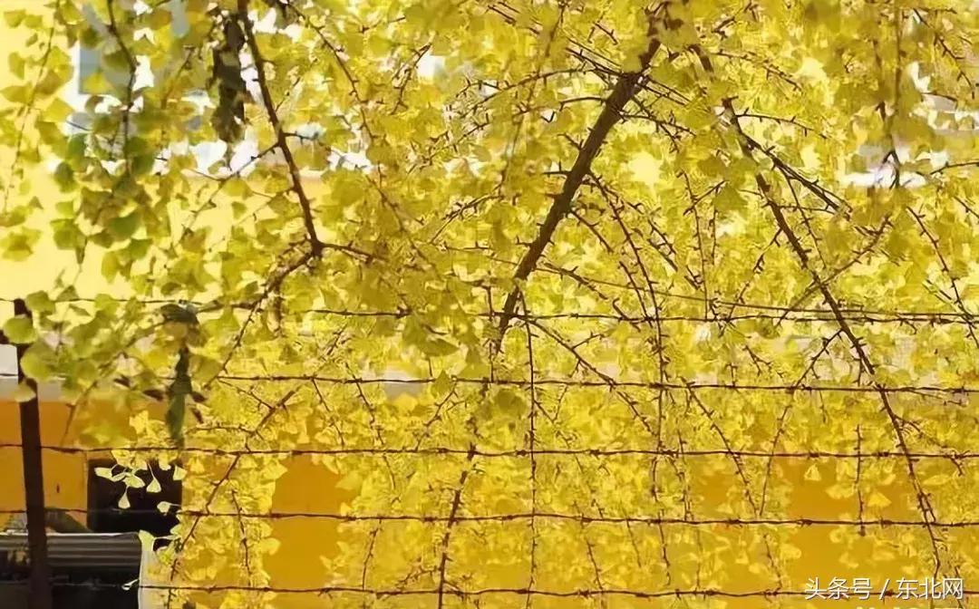 北京秋天一定要看的美景,北京秋天到处都是天堂般的美