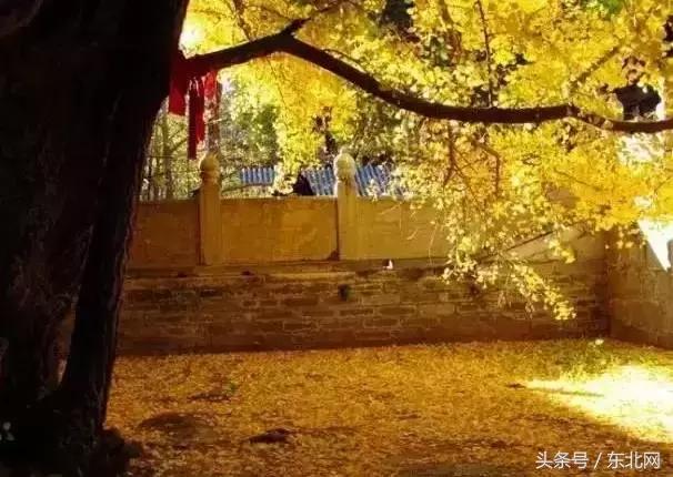 北京秋天一定要看的美景,北京秋天到处都是天堂般的美