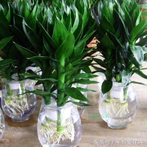 家里养这种花最合适越养越富,阳台养十种花最好旺财图片