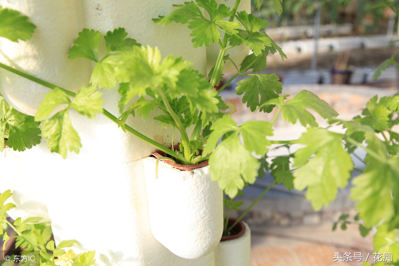 30块一斤的香菜，现在种正合适，一冬天吃不完，还长得大如芹菜！